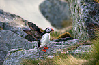 Atlantic puffin