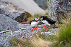 Atlantic puffin