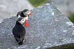 Atlantic puffin