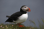 standing Altlantic Puffin