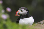 Atlantic puffin