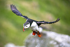 Atlantic puffin