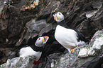 Atlantic puffin