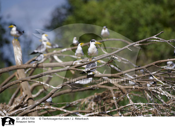 Amazonasseeschwalben / Amazon terns / JR-01759