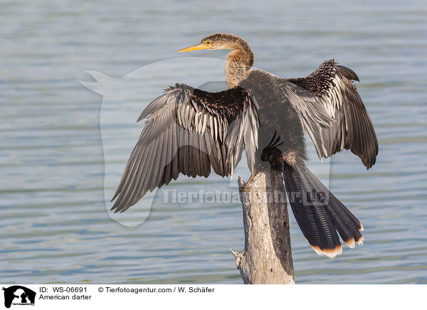 Amerikanischer Schlangenhalsvogel / American darter / WS-06691