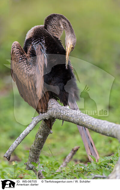 Amerikanischer Schlangenhalsvogel / American darter / WS-06705