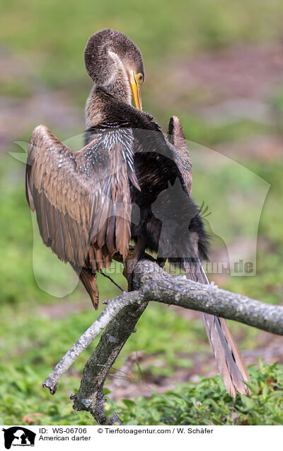 Amerikanischer Schlangenhalsvogel / American darter / WS-06706