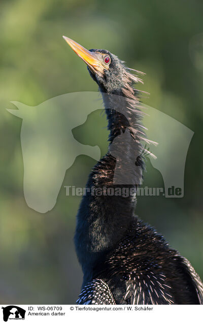 Amerikanischer Schlangenhalsvogel / American darter / WS-06709