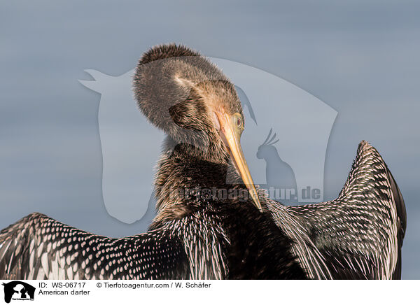 Amerikanischer Schlangenhalsvogel / American darter / WS-06717