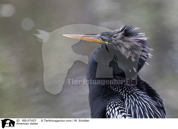 Amerikanischer Schlangenhalsvogel / American darter / WS-07457