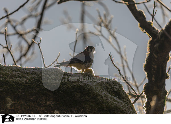 sitzender Buntfalke / sitting American Kestrel / PW-08231