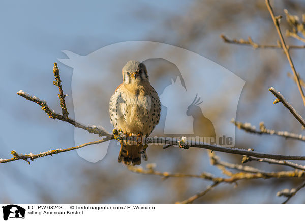 sitting American Kestrel / PW-08243