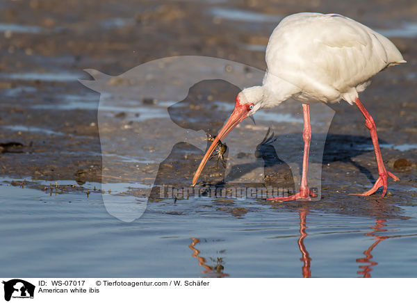 Schneesichler / American white ibis / WS-07017