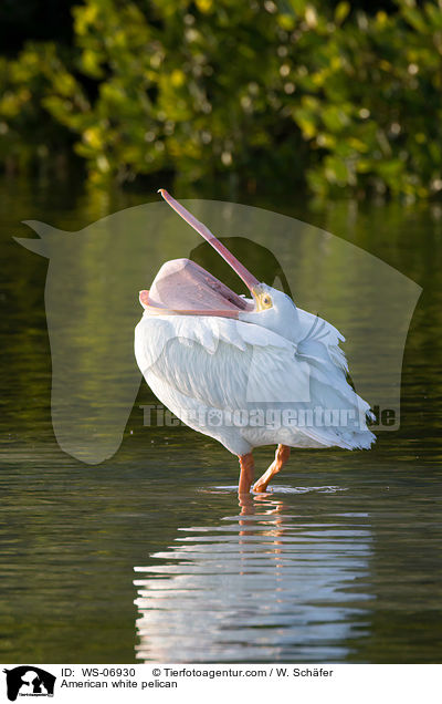 American white pelican / WS-06930