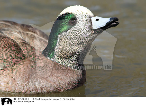 Nordamerikanische Pfeifente / american widgeon / FF-02561