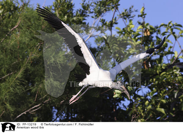 Amerikanischer Waldstorch / American wood ibis / FF-13219