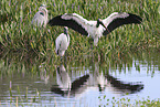 American wood ibis