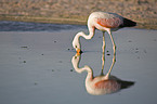 Andean flamingo