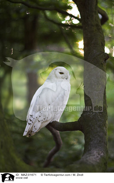 Schnee-Eule / snow owl / MAZ-01671