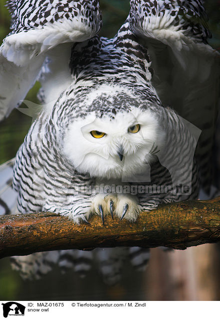 snow owl / MAZ-01675