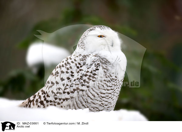 Schneeeule / Arctic owl / MAZ-03661