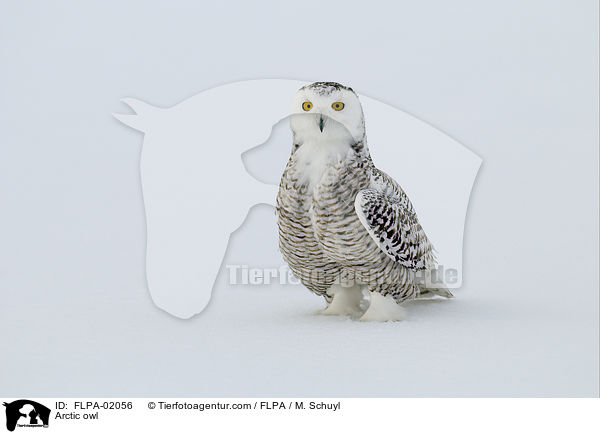 Schneeeule / Arctic owl / FLPA-02056