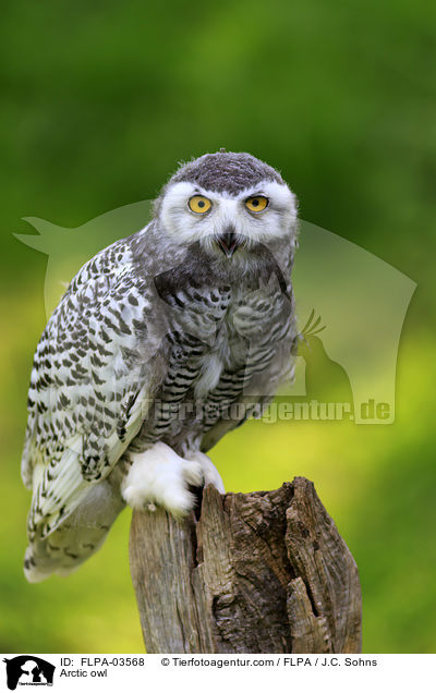 Arctic owl / FLPA-03568