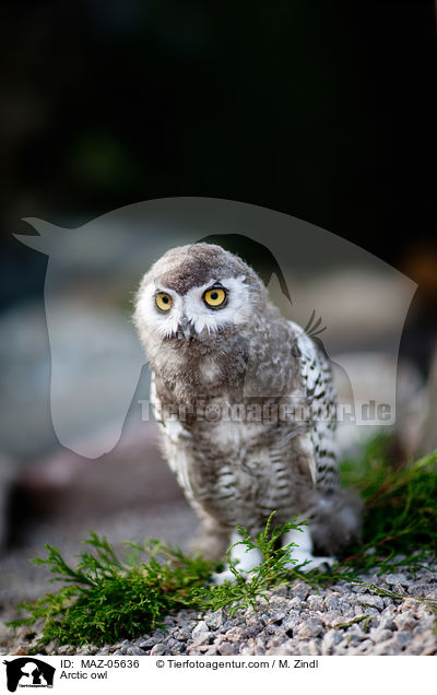 Arctic owl / MAZ-05636
