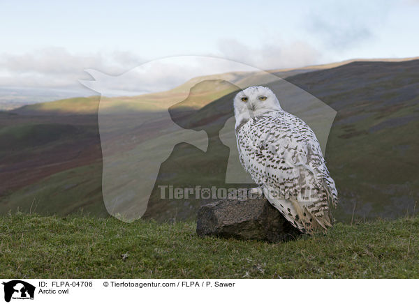 Schneeeule / Arctic owl / FLPA-04706