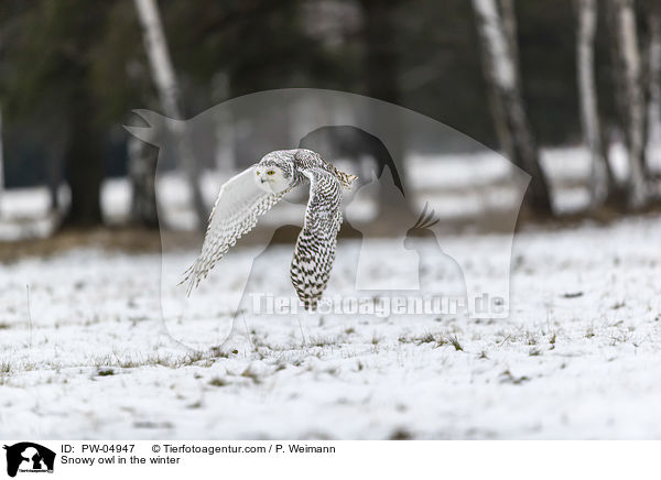 Schneeeule im Winter / Snowy owl in the winter / PW-04947