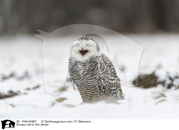Schneeeule im Winter / Snowy owl in the winter / PW-04967
