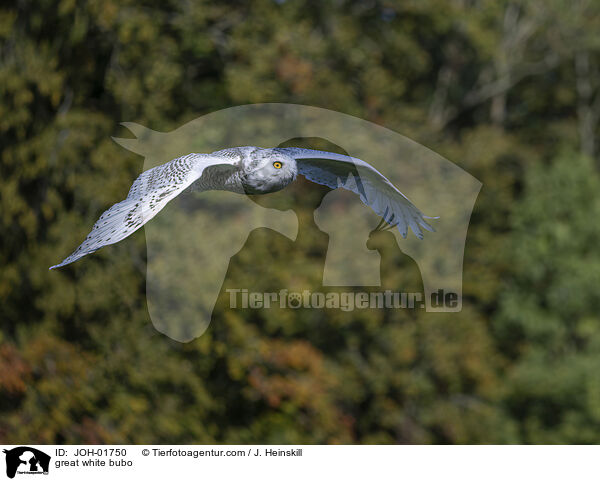 great white bubo / JOH-01750