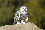 snow owl