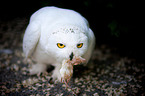 Arctic owl