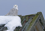 Arctic owl