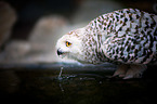 Arctic owl