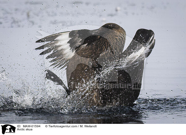 Arctic skua / MAW-01594