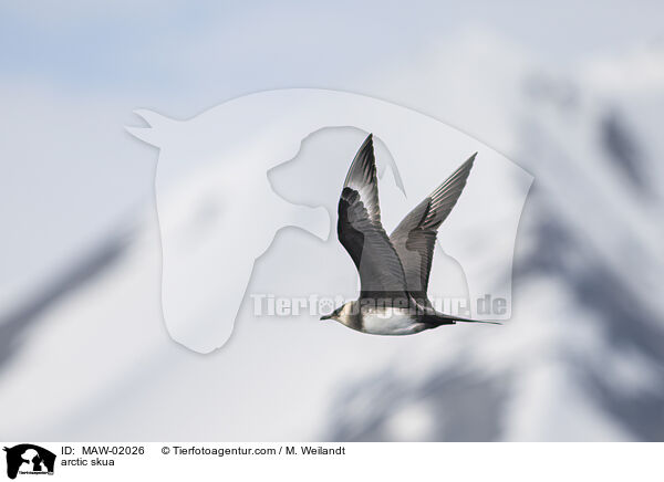 Schmarotzerraubmwe / arctic skua / MAW-02026