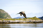 Arctic skua