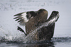 Arctic skua