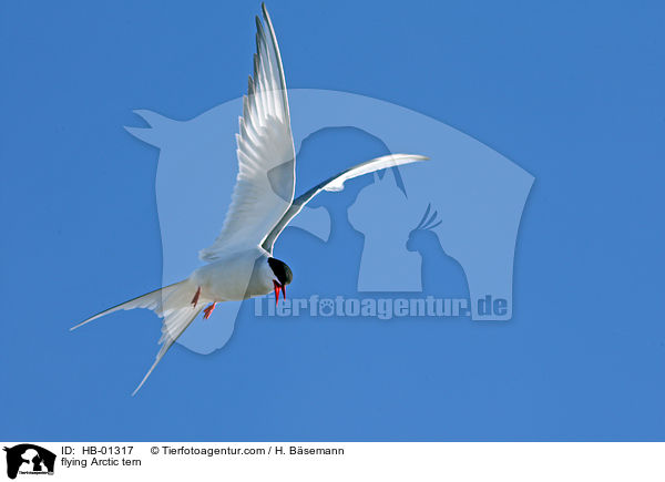 fliegende Kstenseeschwalbe / flying Arctic tern / HB-01317