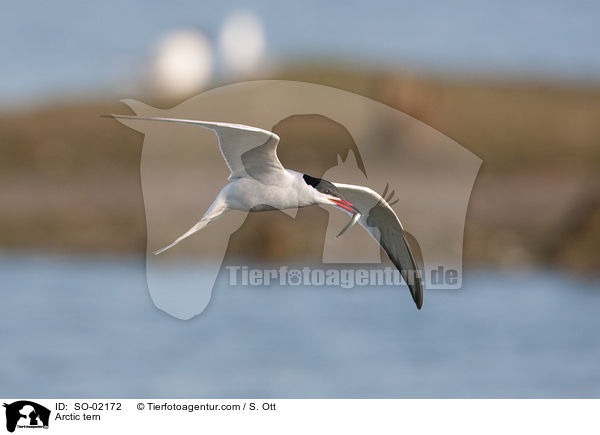 Kstenseeschwalbe / Arctic tern / SO-02172