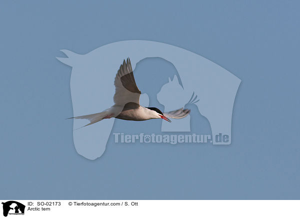 Kstenseeschwalbe / Arctic tern / SO-02173