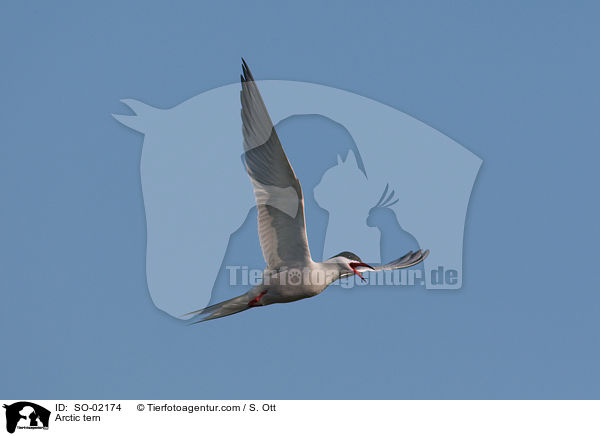 Kstenseeschwalbe / Arctic tern / SO-02174