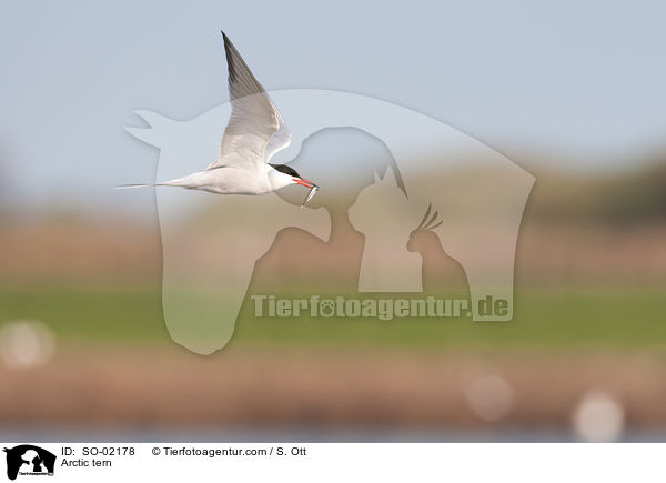 Kstenseeschwalbe / Arctic tern / SO-02178