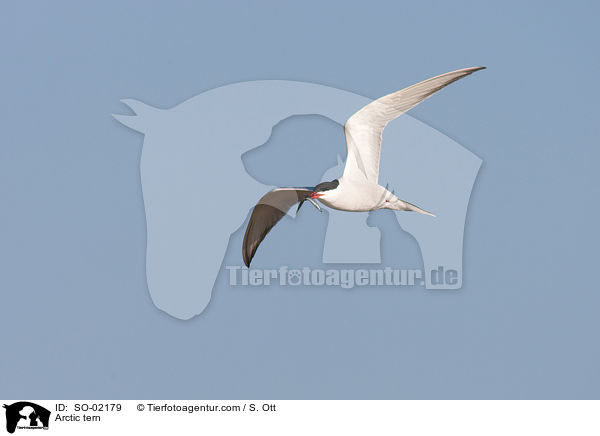 Kstenseeschwalbe / Arctic tern / SO-02179