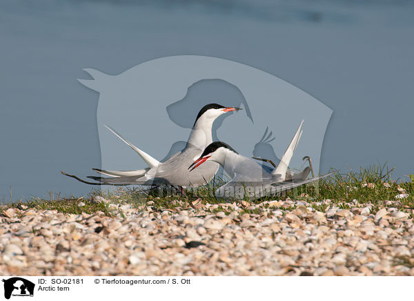 Kstenseeschwalbe / Arctic tern / SO-02181