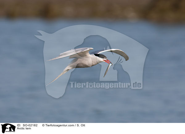 Kstenseeschwalbe / Arctic tern / SO-02182