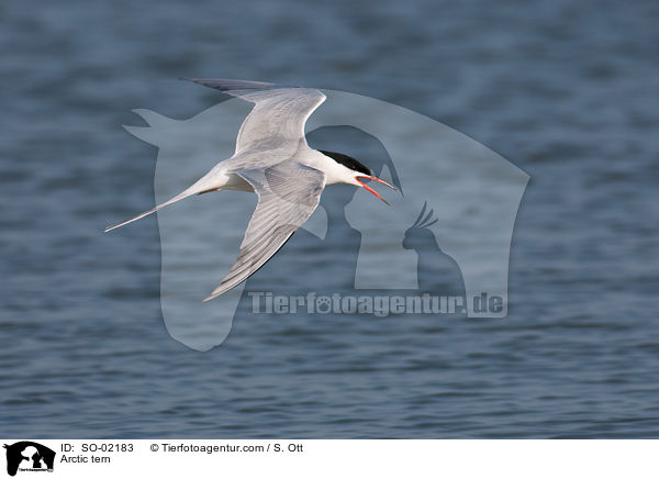 Kstenseeschwalbe / Arctic tern / SO-02183