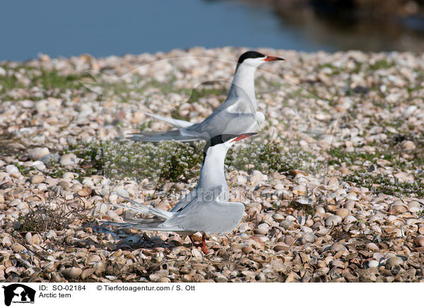 Kstenseeschwalbe / Arctic tern / SO-02184